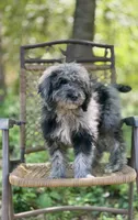 Duke (F1B), a male Labradoodle for sale in Graham, AL – Photo 4 of 10