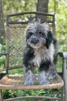 Duke (F1B), a male Labradoodle for sale in Graham, AL – Photo 9 of 10