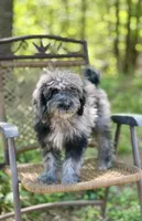 Duke (F1B), a male Labradoodle for sale in Graham, AL – Photo 2 of 10