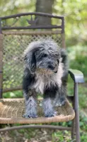 Duke (F1B), a male Labradoodle for sale in Graham, AL – Photo 1 of 10