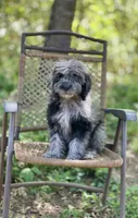 Duke (F1B), a male Labradoodle for sale in Graham, AL – Photo 3 of 10