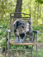 Duke (F1B), a male Labradoodle for sale in Graham, AL – Photo 6 of 10