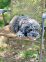 Duke (F1B), a male Labradoodle for sale in Graham, AL – Photo 7 of 10
