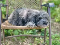 Duke (F1B), a male Labradoodle for sale in Graham, AL – Photo 8 of 10