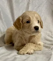 Jasmine (F1B), a female Labradoodle for sale in Newnan, GA – Photo 6 of 8