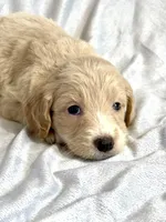 Jasmine (F1B), a female Labradoodle for sale in Newnan, GA – Photo 8 of 8