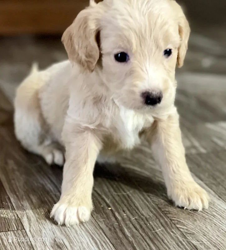 Jasmine (F1B), a female Labradoodle for sale in Newnan, GA – Photo 1 of 8