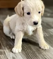 Jasmine (F1B), a female Labradoodle for sale in Newnan, GA – Photo 1 of 8