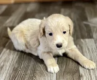 Jasmine (F1B), a female Labradoodle for sale in Newnan, GA – Photo 5 of 8