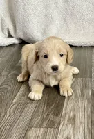 Jasmine (F1B), a female Labradoodle for sale in Newnan, GA – Photo 2 of 8