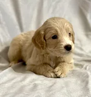 Jasmine (F1B), a female Labradoodle for sale in Newnan, GA – Photo 4 of 8