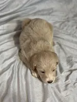 Jasmine (F1B), a female Labradoodle for sale in Newnan, GA – Photo 7 of 8