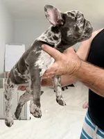 Duchess, a female French Bulldog for sale in Lehigh Acres, FL – 2 of 4