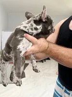 Duchess, a female French Bulldog for sale in Lehigh Acres, FL – 3 of 4
