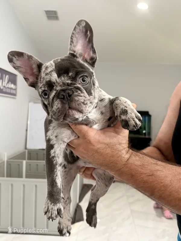 Duchess – French Bulldog puppy for sale in Lehigh Acres, FL