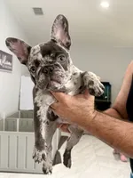 Duchess, a female French Bulldog for sale in Lehigh Acres, FL – 1 of 4