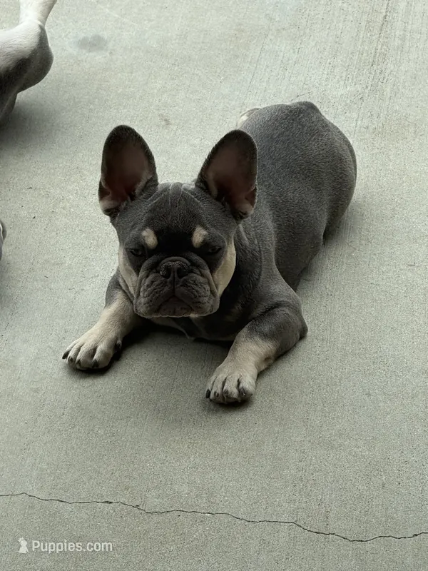 Rolli – French Bulldog puppy for sale in Santa Clarita, CA