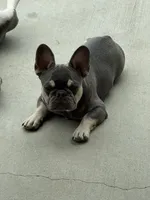 Rolli, a male French Bulldog for sale in Santa Clarita, CA – 1 of 5