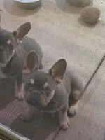 Rolli, a male French Bulldog for sale in Santa Clarita, CA – 5 of 5