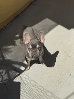 Rolli, a male French Bulldog for sale in Santa Clarita, CA – 4 of 5