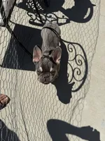 Rolli, a male French Bulldog for sale in Santa Clarita, CA – 2 of 5
