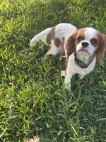 Ellie, a female Cavalier King Charles Spaniel for sale in Schertz, TX – Photo 3 of 4