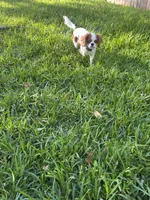 Ellie, a female Cavalier King Charles Spaniel for sale in Schertz, TX – Photo 2 of 4