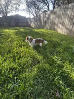 Ellie, a female Cavalier King Charles Spaniel for sale in Schertz, TX – Photo 4 of 4