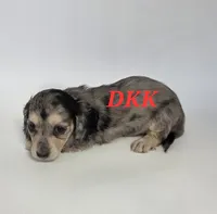 Sweet Pea  , a female Miniature Dachshund for sale in Batesburg, SC – 3 of 4