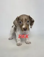 Dottie , a female Miniature Dachshund for sale in Batesburg, SC – 2 of 4