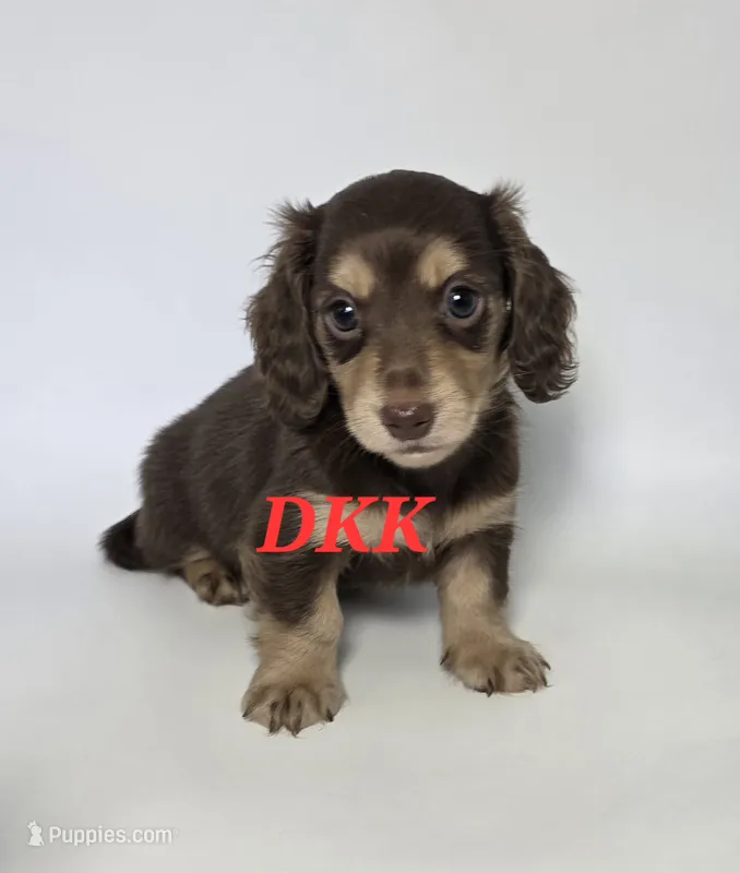 Reese  – Miniature Dachshund puppy for sale in Batesburg, SC