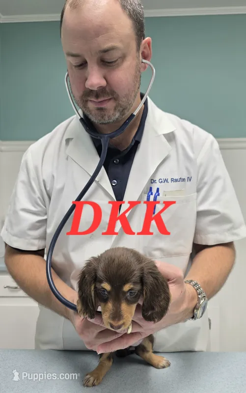 Snickers – Miniature Dachshund puppy for sale in Batesburg, SC