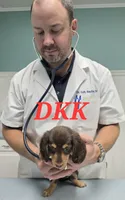 Snickers, a female Miniature Dachshund for sale in Batesburg, SC – 1 of 4