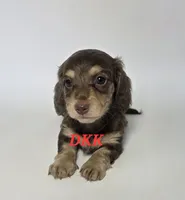 Twix, a female Miniature Dachshund for sale in Batesburg, SC – 2 of 4