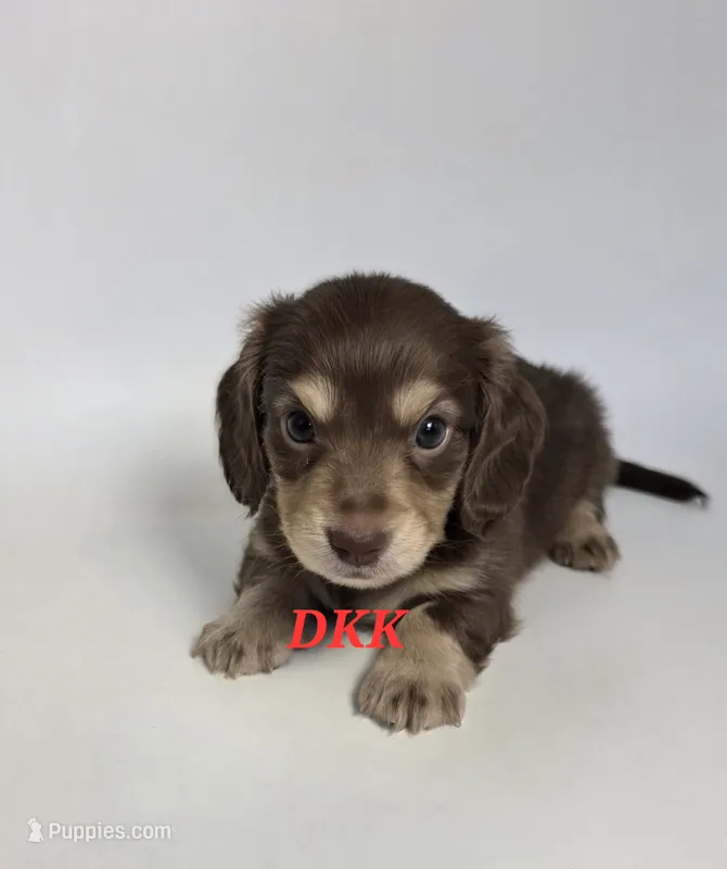 Snickers – Miniature Dachshund puppy for sale in Batesburg, SC