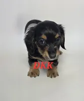 Tiny Tina, a female Miniature Dachshund for sale in Batesburg, SC – 4 of 4
