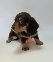 Snickers, a female Miniature Dachshund for sale in Batesburg, SC – 3 of 4