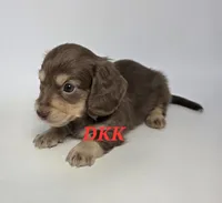 Snickers, a male Miniature Dachshund for sale in Batesburg, SC – 3 of 3