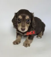 Reese , a female Miniature Dachshund for sale in Batesburg, SC – 3 of 5