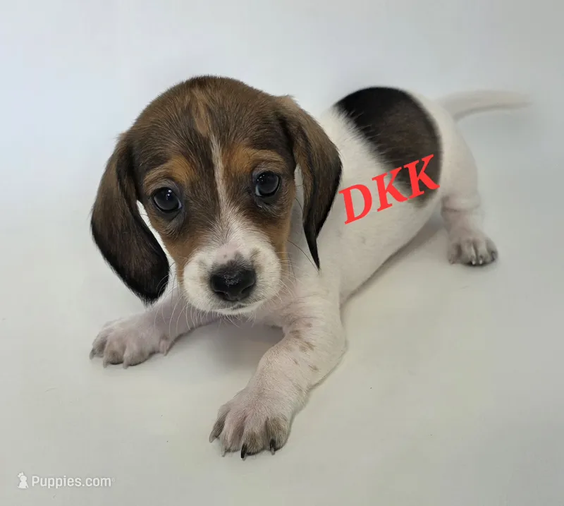 Peggy Sue  – Miniature Dachshund puppy for sale in Batesburg, SC