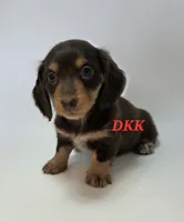 Snickers, a female Miniature Dachshund for sale in Batesburg, SC – 4 of 4