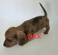 Foxy , a female Miniature Dachshund for sale in Batesburg, SC – 3 of 4