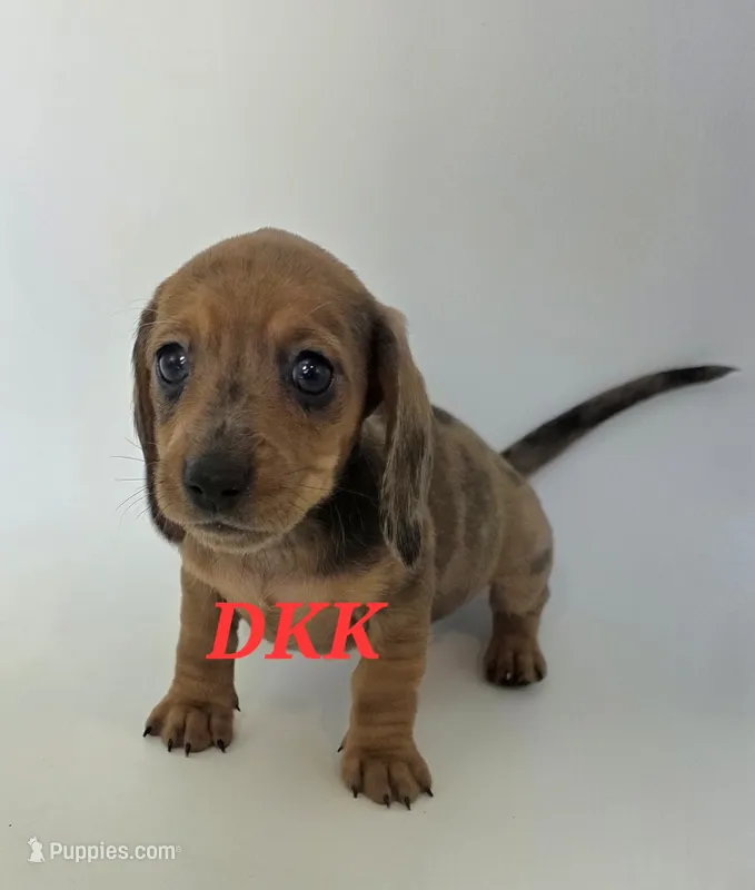 Foxy  – Miniature Dachshund puppy for sale in Batesburg, SC