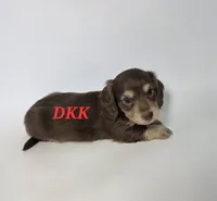 Snickers, a male Miniature Dachshund for sale in Batesburg, SC – 2 of 3