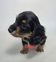 Tiny Tina, a female Miniature Dachshund for sale in Batesburg, SC – 3 of 4