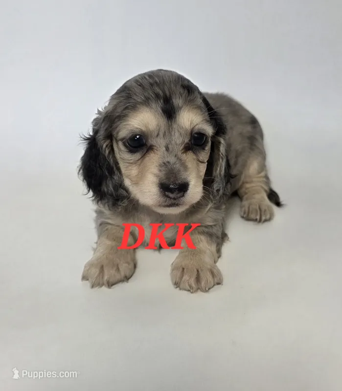 Sweet Pea   – Miniature Dachshund puppy for sale in Batesburg, SC