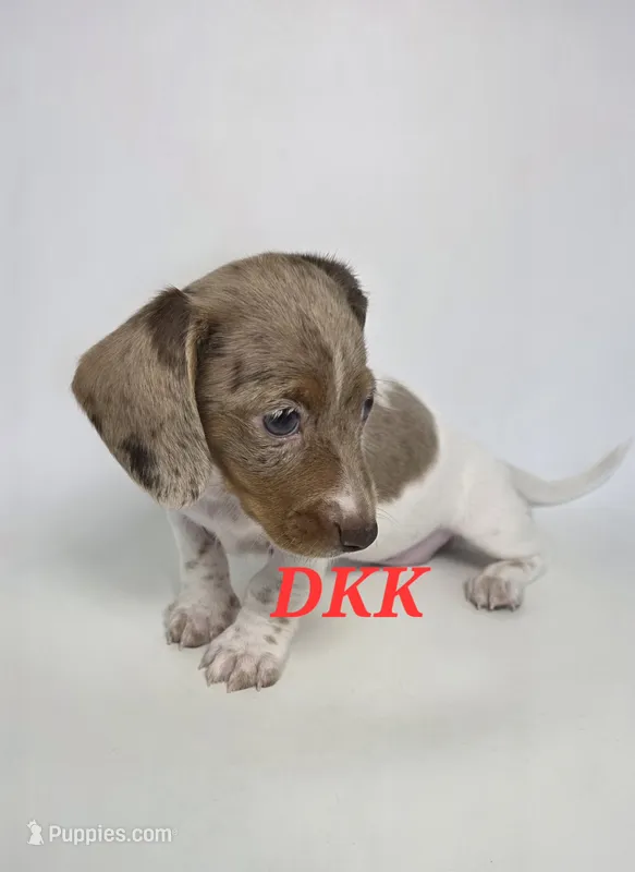 Dottie  – Miniature Dachshund puppy for sale in Batesburg, SC