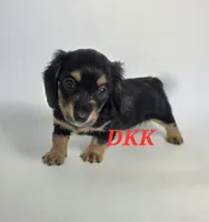 Tiny Tina, a female Miniature Dachshund for sale in Batesburg, SC – 2 of 4