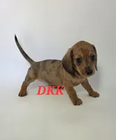 Foxy , a female Miniature Dachshund for sale in Batesburg, SC – 4 of 4