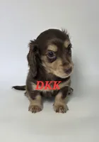 Reese , a female Miniature Dachshund for sale in Batesburg, SC – 2 of 5